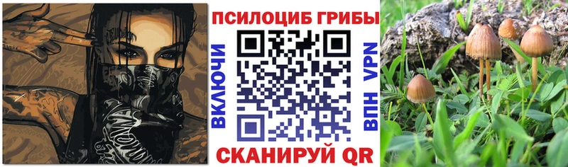 купить наркоту Гаджиево Псилоцибиновые грибы мицелий